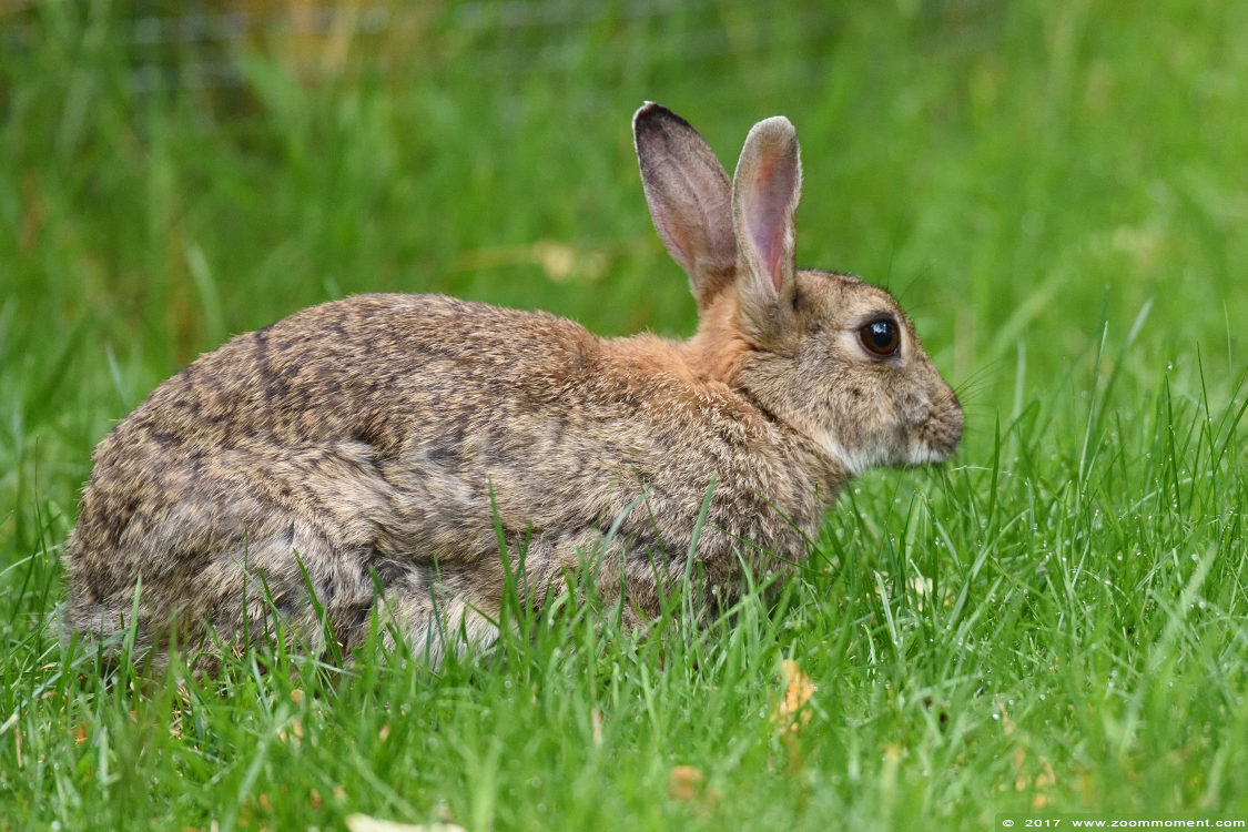 konijn rabbit
Trefwoorden: Wuppertal zoo konijn rabbit