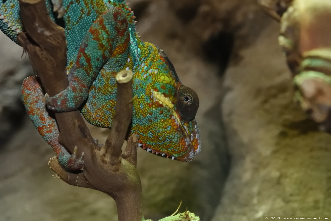 panterkameleon ( Furcifer pardalis ) panther chameleon 
Trefwoorden: Wuppertal zoo panterkameleon Furcifer pardalis panther chameleon