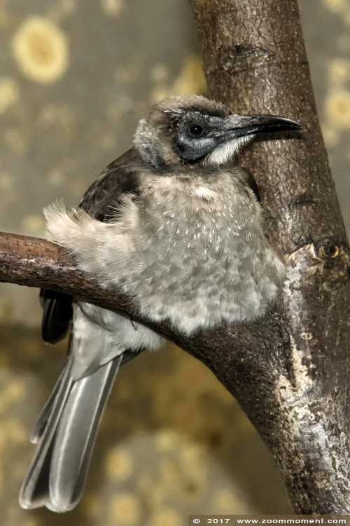 kleine lederkop (  Philemon citreogularis  ) little friarbird
Trefwoorden: Wuppertal zoo kleine lederkop Philemon citreogularis little friarbird