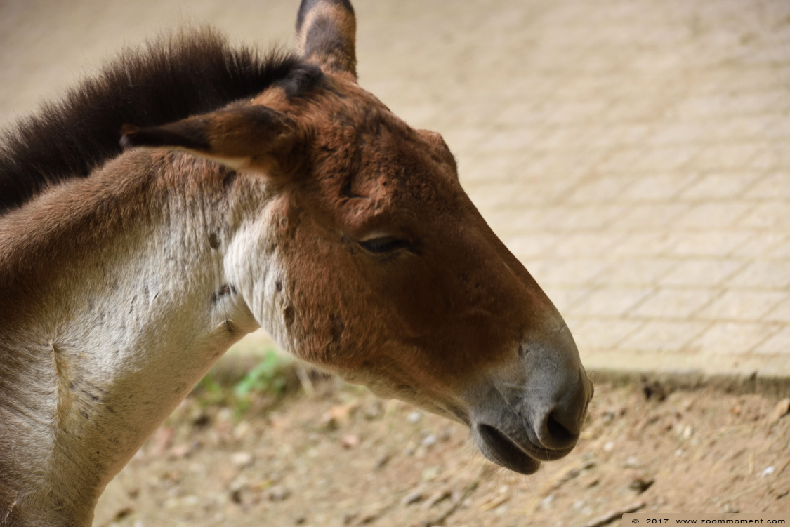 kiang (  Equus kiang  ) kiang
Trefwoorden: Wuppertal zoo kiang Equus kiang kiang