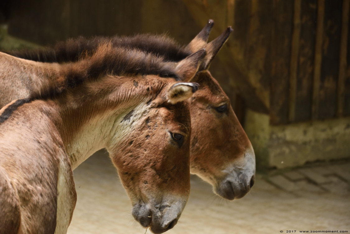 kiang (  Equus kiang  ) kiang
Trefwoorden: Wuppertal zoo kiang Equus kiang kiang