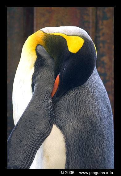 koningspinguin ( Aptenodytes patagonicus ) king penguin
Trefwoorden: Wuppertal zoo koningspinguin Aptenodytes patagonicus king penguin