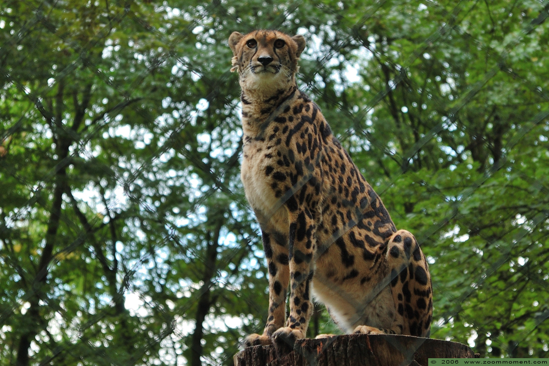 koningsjachtluipaard ( Acinonyx jubatus ) king cheetah
Trefwoorden: Wuppertal zoo Acinonyx jubatus jachtluipaard cheetah king cheetah koningsjachtluipaard