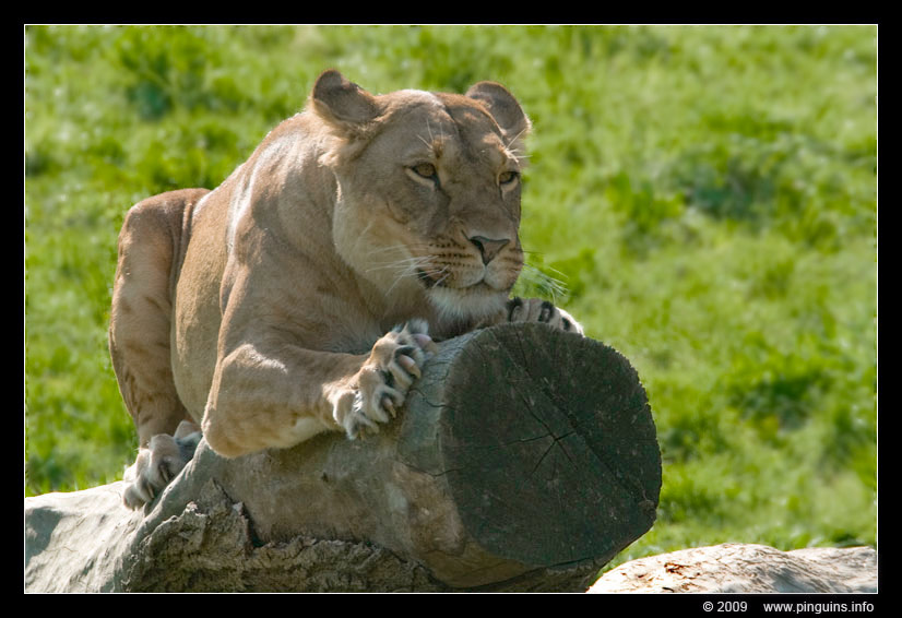 Afrikaanse leeuw  ( Panthera leo )  African lion
Trefwoorden: Wuppertal zoo Afrikaanse leeuw Panthera leo African lion leeuwin lioness