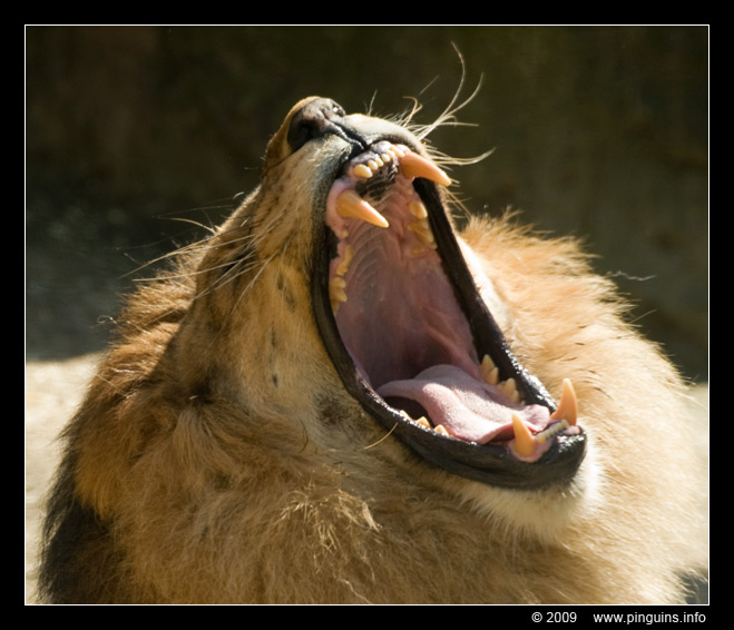 Afrikaanse leeuw  ( Panthera leo )  African lion
Trefwoorden: Wuppertal zoo Afrikaanse leeuw Panthera leo African lion