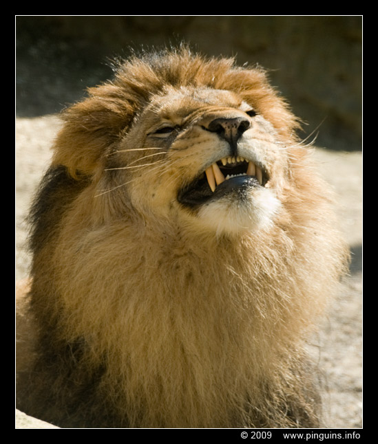 Afrikaanse leeuw  ( Panthera leo )  African lion
Trefwoorden: Wuppertal zoo Afrikaanse leeuw Panthera leo African lion