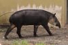 DSC_1734_Wuppertal17_tapirc.jpg