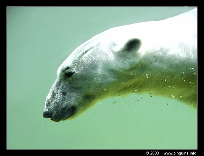 ijsbeer ( Ursus maritimus ) polar bear
Trefwoorden: Wuppertal zoo Ursus maritimus IJsbeer polar bear