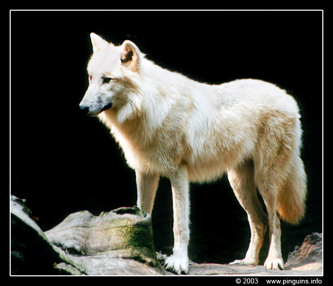 Arktische of canadese wolf  ( Canis lupus arctos )  Canadian or arctic or white wolf
Trefwoorden: Wuppertal zoo Canis lupus arctos Arktische canadese wolf Arctic Canada wolf
