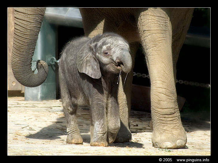 Afrikaanse olifant ( Loxodonta africana ) African elephant
Afrikaanse olifant, jong geboren op 3 juni 2005
African elephant, young born June 3th, 2005
Trefwoorden: Wuppertal zoo Loxodonta africana Afrikaanse olifant African elephant young jong