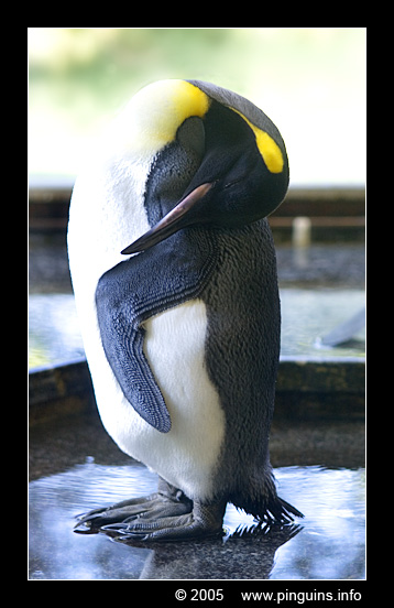koningspinguin ( Aptenodytes patagonicus ) king penguin
Trefwoorden: Wuppertal zoo koningspinguin Aptenodytes patagonicus king penguin