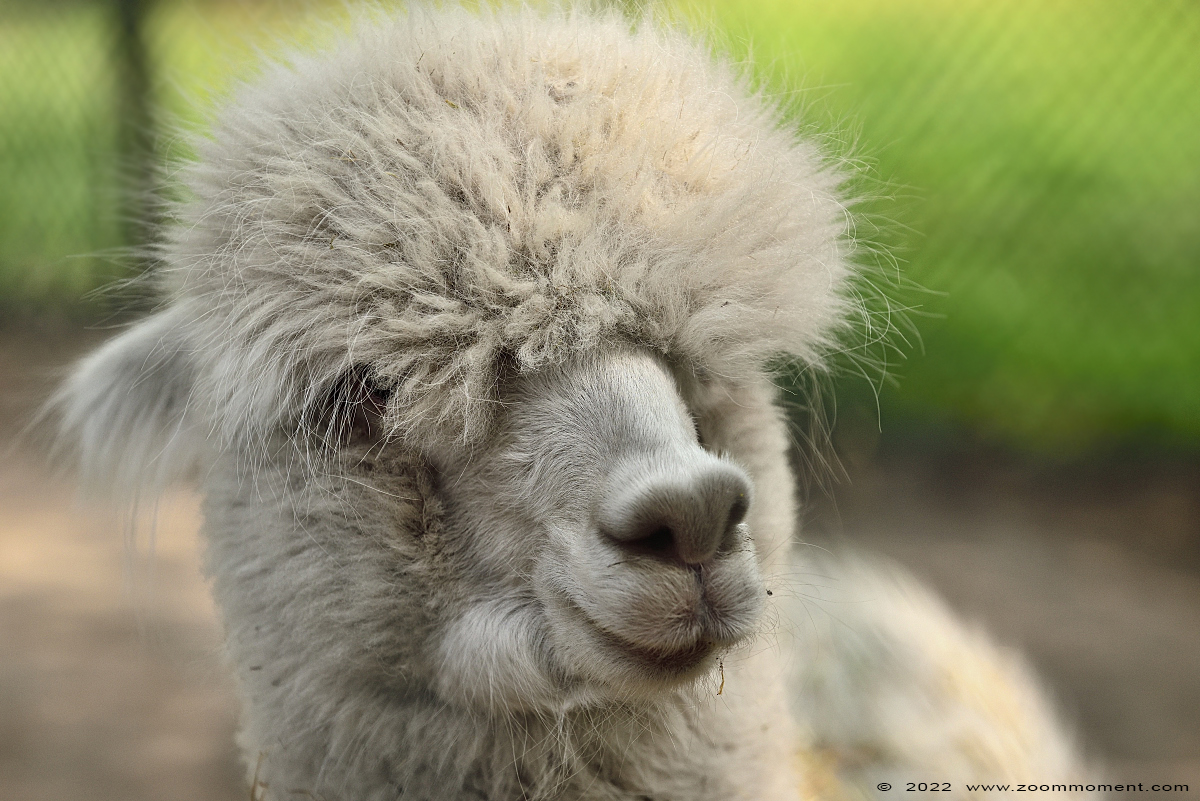 alpaka  ( Lama guanicoe f. pacos ) alpaca
Trefwoorden: Ziezoo Volkel Nederland alpaka Vicugna pacos alpaca