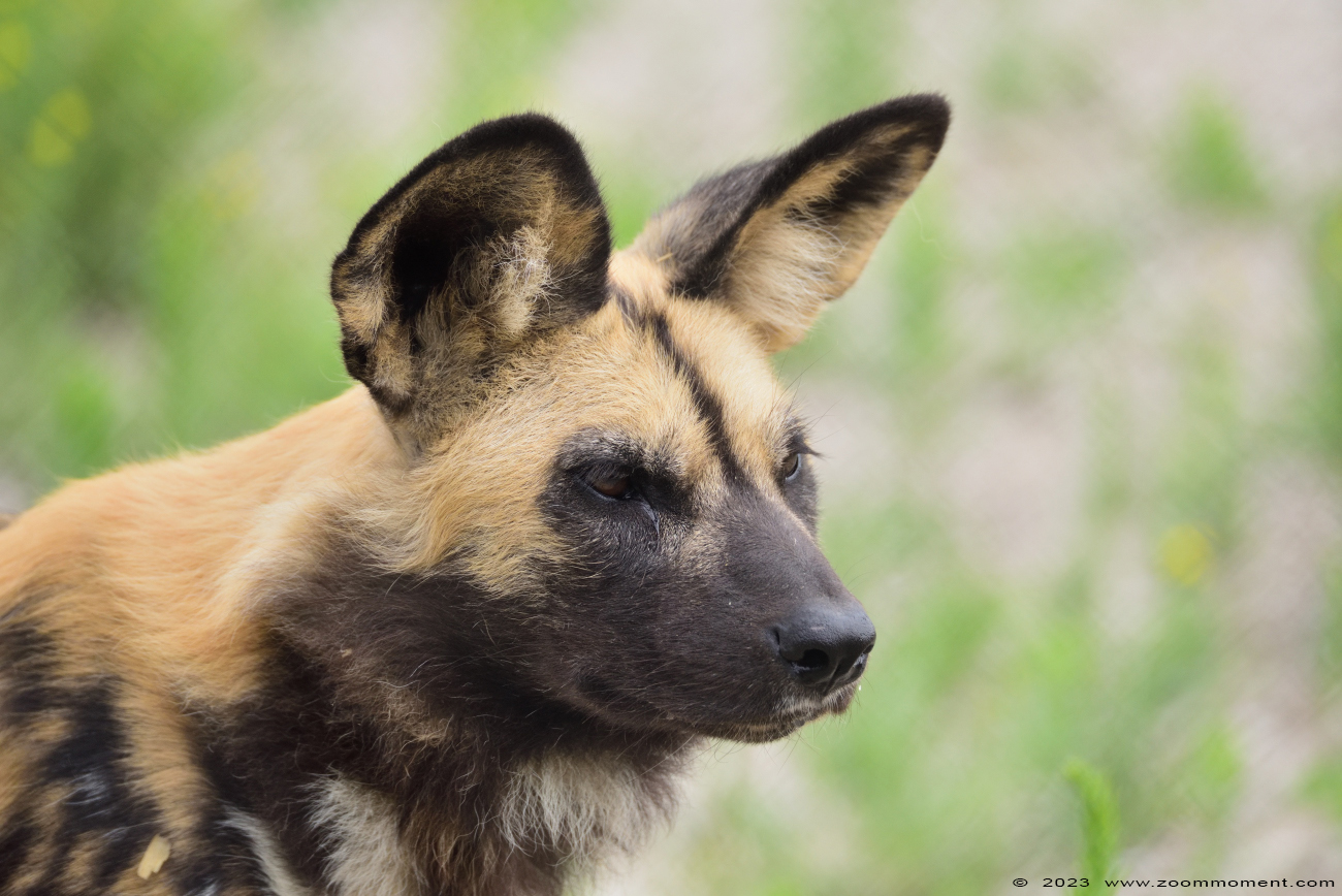 Afrikaanse wilde hond ( Lycaon pictus ) African wild dog
Trefwoorden: Ziezoo Volkel Nederland Afrikaanse wilde hond Lycaon pictus African wild dog