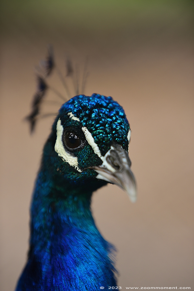 blauwe pauw ( Pavo cristatus ) Indian peafowl or blue peafowl
Palabras clave: Ziezoo Volkel Nederland blauwe pauw Pavo cristatus Indian peafowl