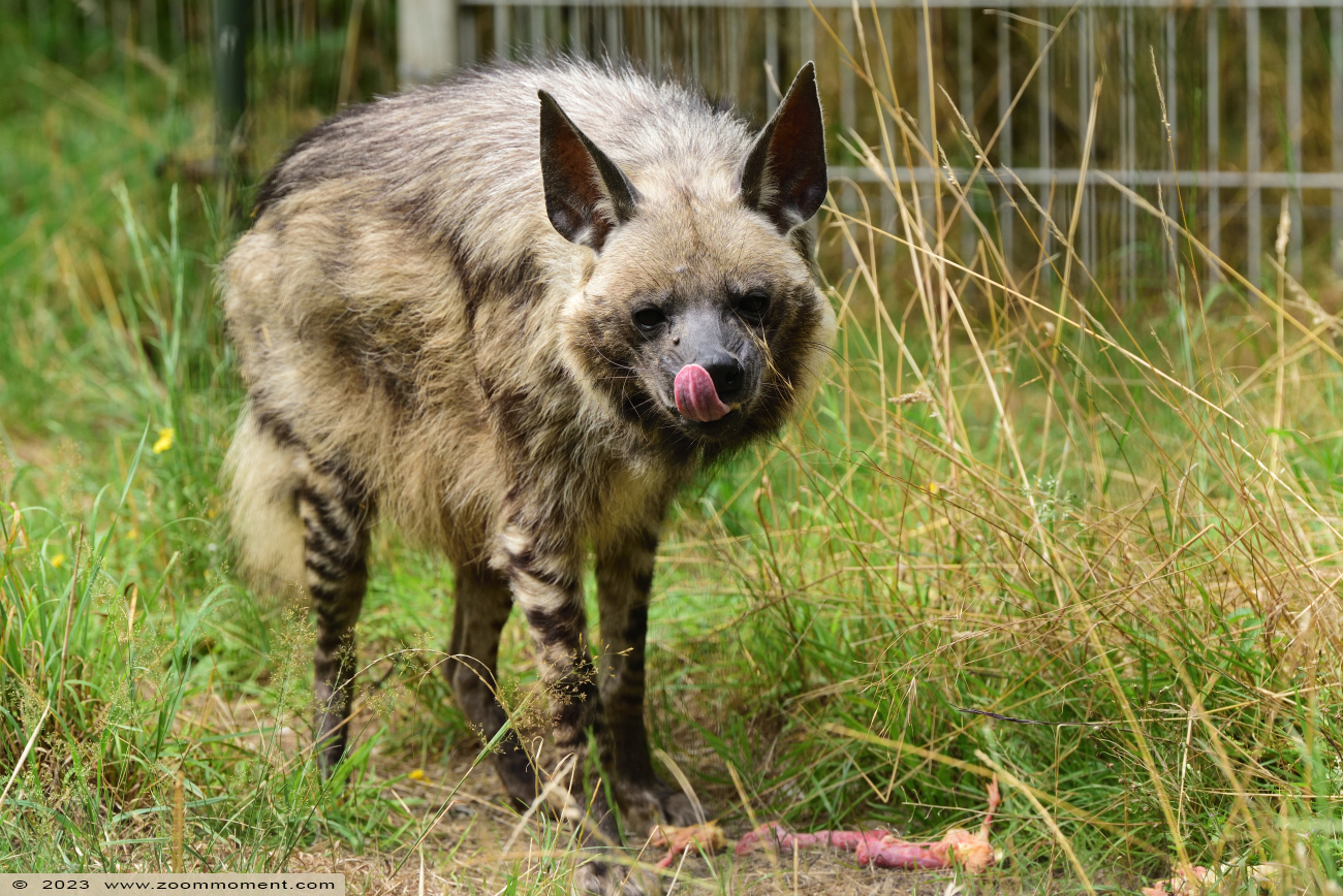 gestreepte hyena ( Hyaena hyaena dubbah ) striped hyena
Trefwoorden: Ziezoo Volkel Nederland gestreepte hyena Hyaena hyaena dubbah striped hyena