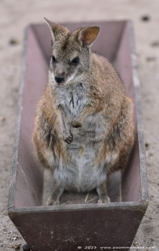 parma wallaby ( Macropus parma )
Trefwoorden: Ziezoo Volkel Nederland parma wallaby Macropus parma