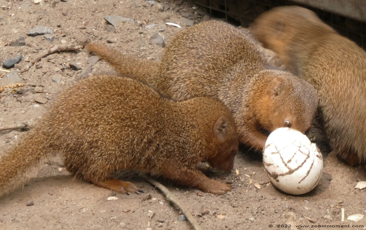 dwergmangoest ( Helogale parvula ) common dwarf mongoose
Trefwoorden: Ziezoo Volkel Nederland dwergmangoest Helogale parvula dwarf mongoose