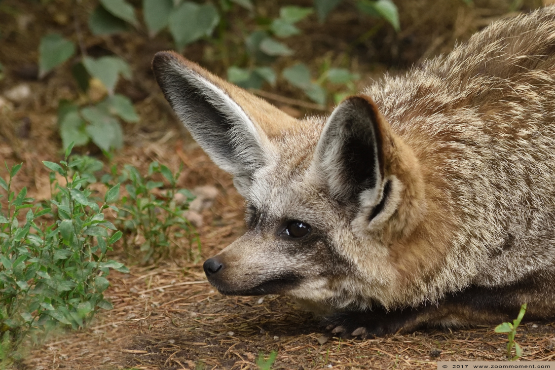 lepelhond of grootoorvos  ( Otocyon megalotis ) bat-eared fox
Trefwoorden: Ziezoo Volkel Nederland lepelhond grootoorvos Otycyon megalotis bat eared fox