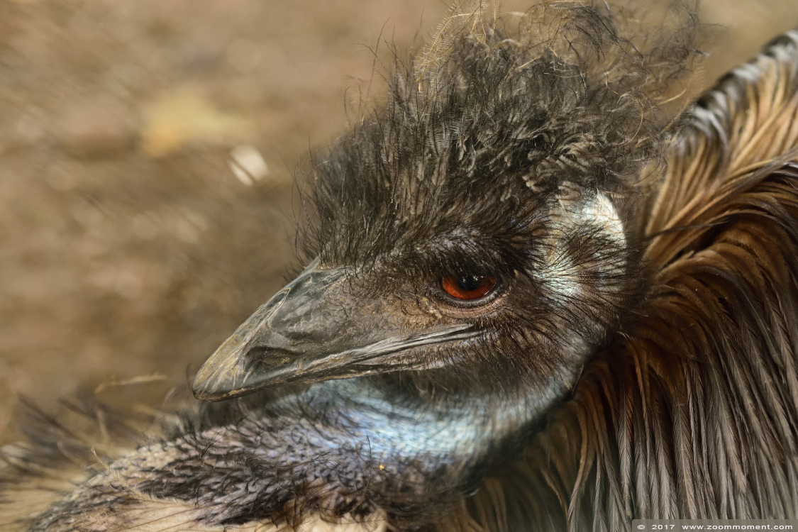 emoe ( Dromaius novaehollandiae ) emu
Trefwoorden: Ziezoo Volkel Nederland emoe Dromaius novaehollandiae emu