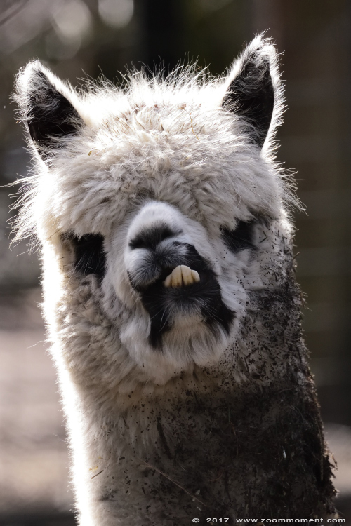 alpaka  ( Vicugna pacos ) alpaca 
Trefwoorden: Ziezoo Volkel Nederland alpaka Vicugna pacos alpaca