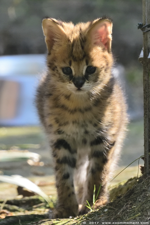 serval ( Leptailurus serval or Felis serval ) serval
Palavras chave: Ziezoo Volkel Nederland serval Leptailurus serval  Felis serval
