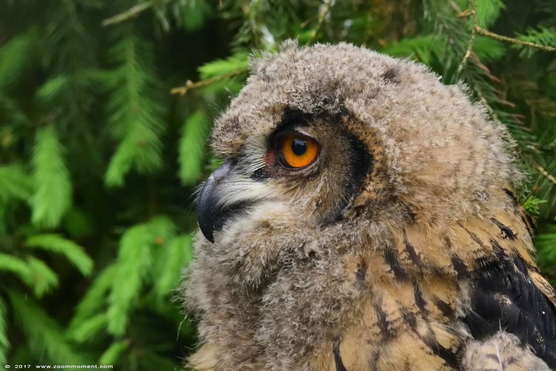 Europese oehoe ( Bubo bubo ) European eagle owl
Trefwoorden: Ziezoo Volkel Nederland Europese oehoe Bubo bubo  eagle owl 