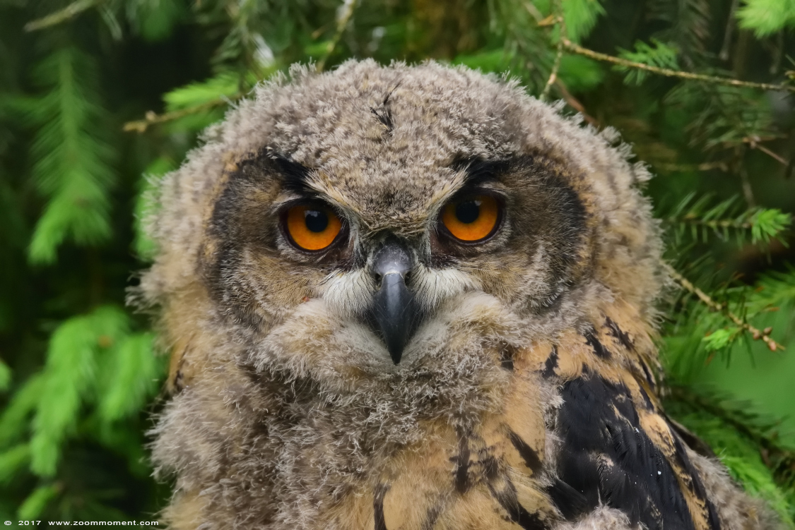 Europese oehoe ( Bubo bubo ) European eagle owl
Trefwoorden: Ziezoo Volkel Nederland Europese oehoe Bubo bubo  eagle owl 
