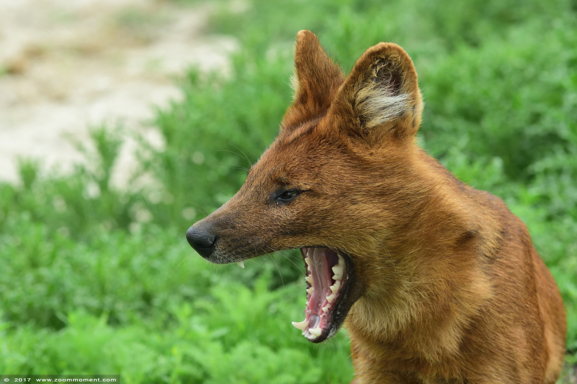 Aziatische of Chinese rode hond ( Cuon alpinus lepturus ) Asiatic wild dog
Trefwoorden: Ziezoo Volkel Nederland Aziatische rode hond Cuon alpinus lepturus    Asiatic wild dog Kiangsi