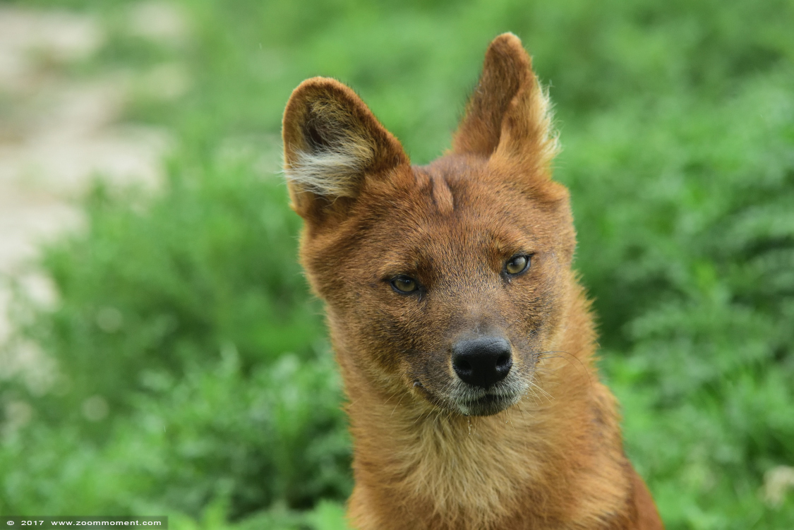 Aziatische of Chinese rode hond ( Cuon alpinus lepturus ) Asiatic wild dog
Trefwoorden: Ziezoo Volkel Nederland Aziatische rode hond Cuon alpinus  lepturus   Asiatic wild dog Kiangsi