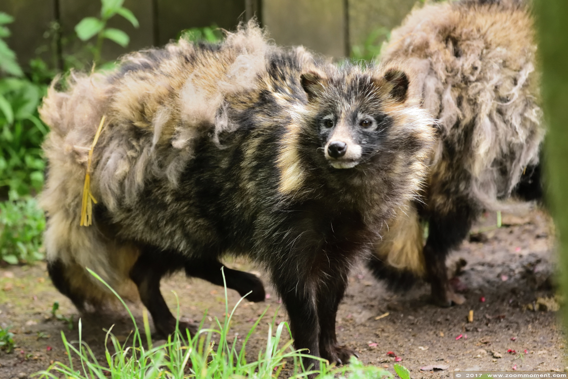 wasbeerhond   ( Nyctereutes procyonoides )  raccoon dog
Trefwoorden: Ziezoo Volkel Nederland wasbeerhond  Nyctereutes procyonoides  raccoon dog