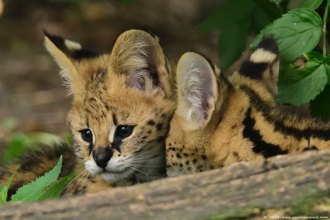 serval ( Leptailurus serval or Felis serval ) serval
Trefwoorden: Ziezoo Volkel Nederland serval Leptailurus serval  Felis serval