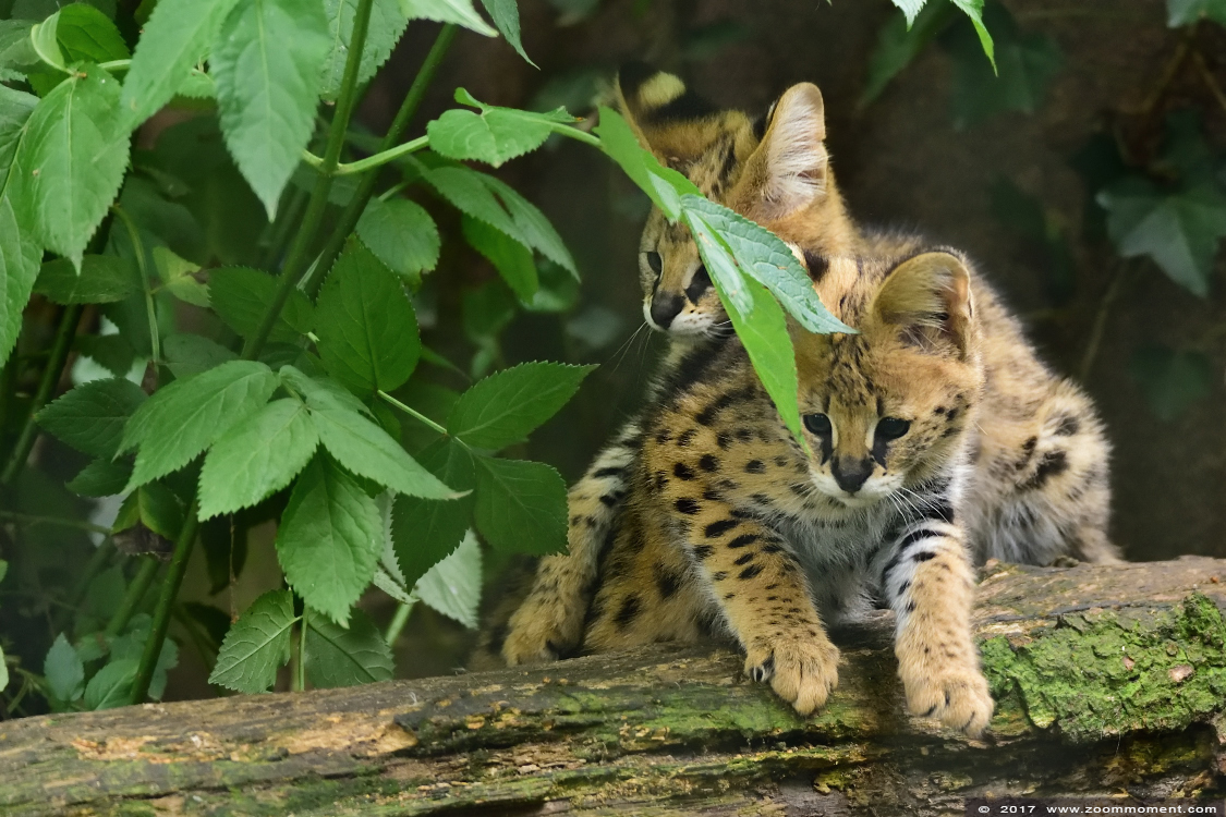 serval ( Leptailurus serval or Felis serval ) serval
Trefwoorden: Ziezoo Volkel Nederland serval Leptailurus serval  Felis serval