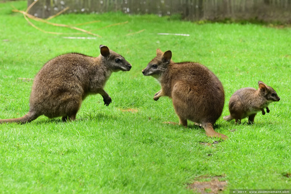 parma wallaby  ( Macropus parma ) 
Trefwoorden: Ziezoo Volkel Nederland parma wallaby  Macropus parma  