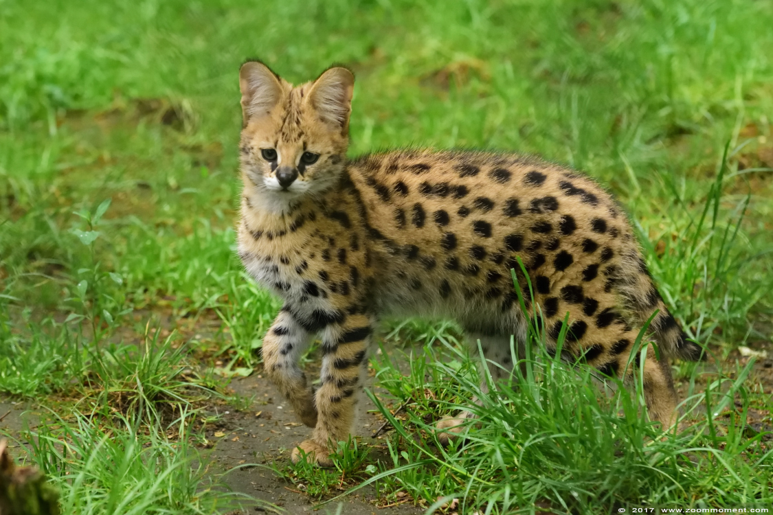 serval ( Leptailurus serval or Felis serval ) serval
Keywords: Ziezoo Volkel Nederland serval Leptailurus serval  Felis serval