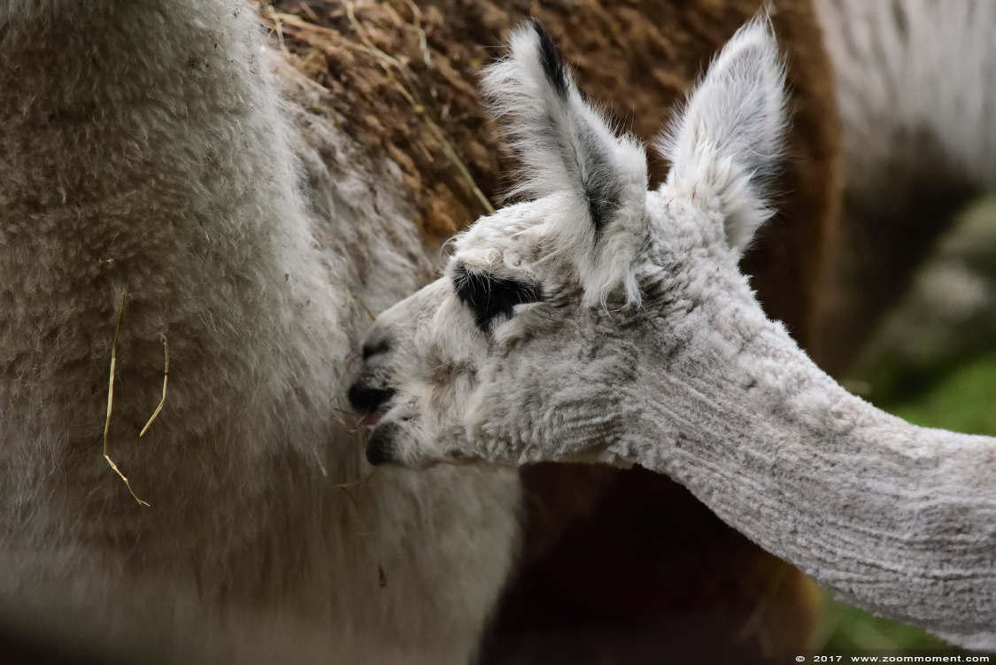 alpaka  ( Lama guanicoe f. pacos ) alpaca
Trefwoorden: Ziezoo Volkel Nederland alpaka Vicugna pacos alpaca