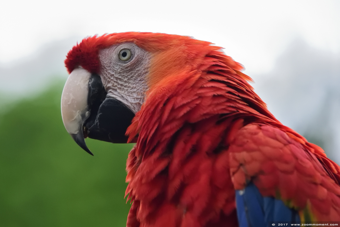 geelvleugelara ( Ara macao ) scarlet macaw
Trefwoorden: Ziezoo Volkel Nederland geelvleugelara Ara macao scarlet macaw