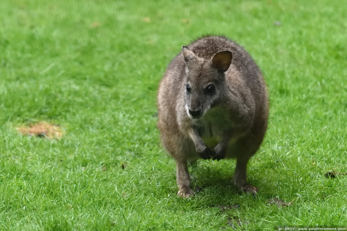parma wallaby ( Macropus parma )
Trefwoorden: Ziezoo Volkel Nederland parma wallaby  Macropus parma 