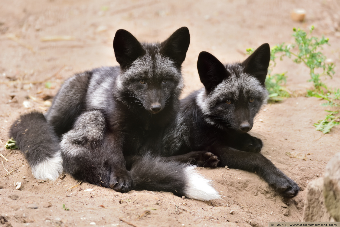 zilvervos ( Vulpes vulpes ) fox
Trefwoorden: Ziezoo Volkel Nederland zilvervos Vulpes vulpes fox
