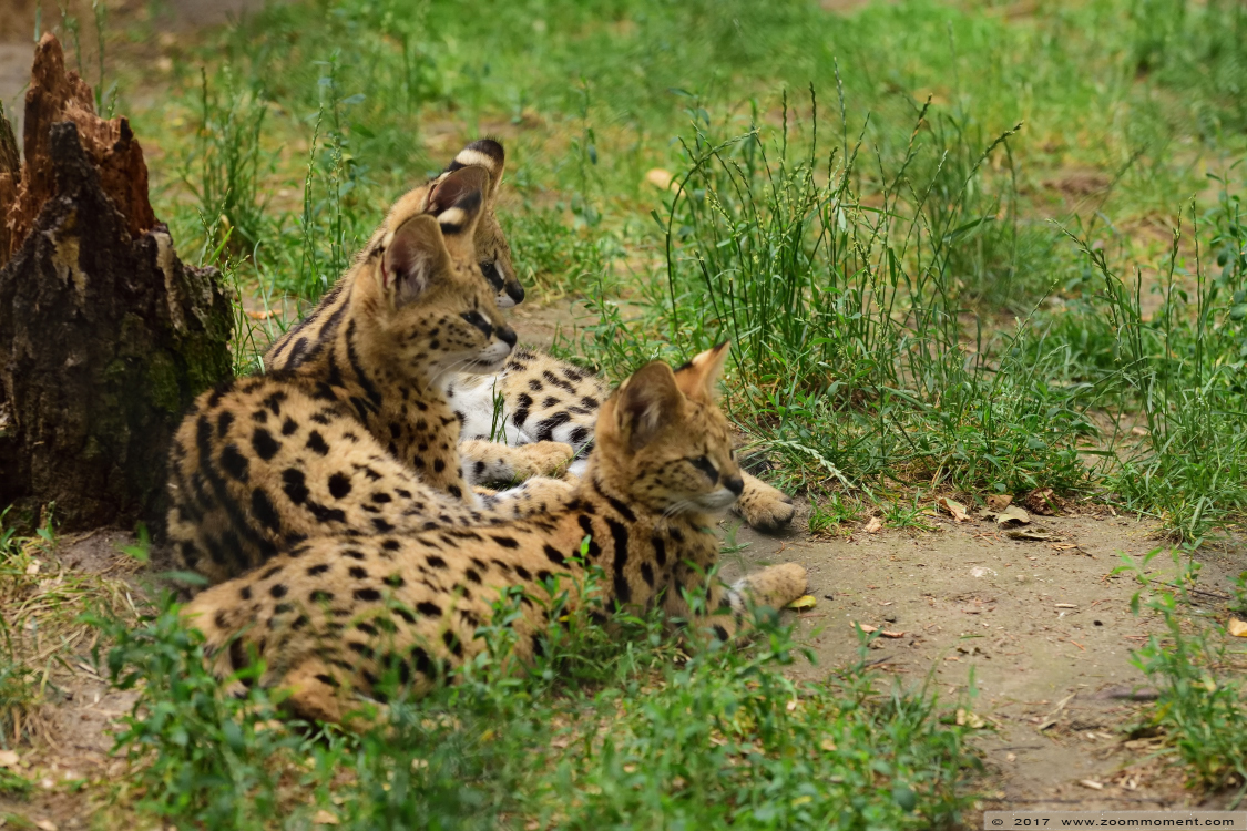 serval ( Leptailurus serval or Felis serval ) serval
Trefwoorden: Ziezoo Volkel Nederland serval Leptailurus serval Felis serval