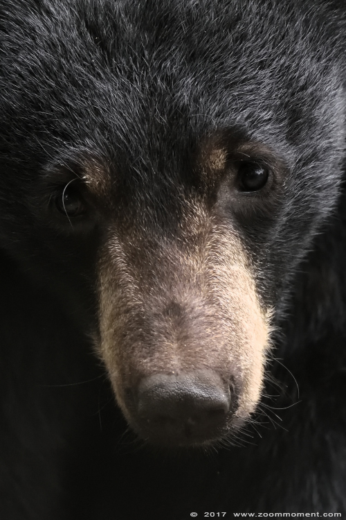 Amerikaanse zwarte beer ( Ursus americanus ) American black bear
Trefwoorden: Ziezoo Volkel Nederland Amerikaanse zwarte beer Ursus americanus American black bear