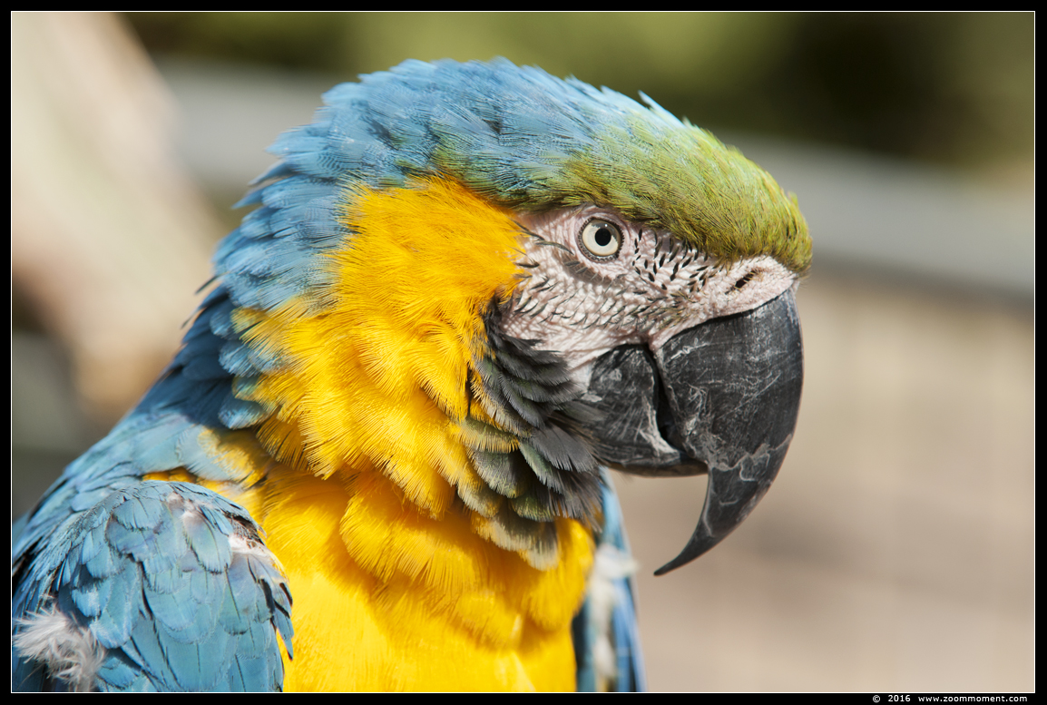 blauwgele ara ( Ara ararauna ) blue-and-yellow macaw
Trefwoorden: Ziezoo Volkel Nederland blauwgele ara Ara ararauna blue yellow macaw
