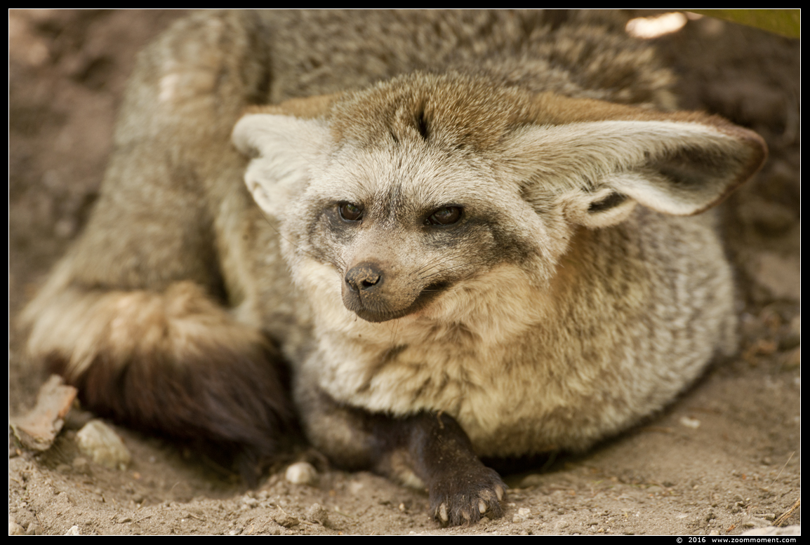 lepelhond of grootoorvos ( Otocyon megalotis ) bat eared fox
Trefwoorden: Ziezoo Volkel Nederland lepelhond  grootoorvos Otocyon megalotis bat eared fox