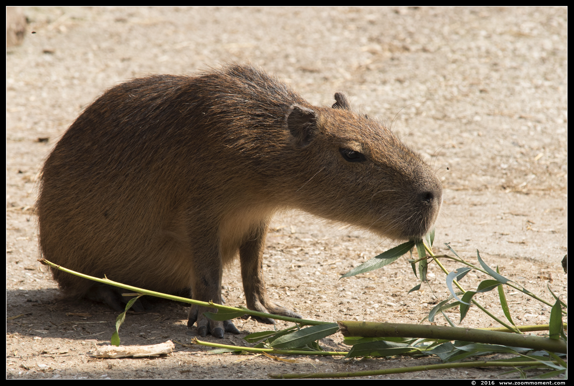 capibara of waterzwijn ( Hydrochoerus hydrochaeris or Hydrochoeris hydrochaeris ) capybara
Trefwoorden: Ziezoo Volkel Nederland capibara  waterzwijn Hydrochoerus hydrochaeris  Hydrochoeris hydrochaeris capybara