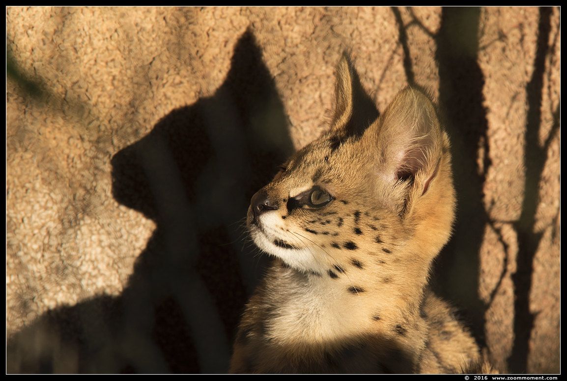 serval ( Leptailurus serval )  Felis serval
Trefwoorden: Ziezoo Volkel Nederland serval Leptailurus serval  Felis serval