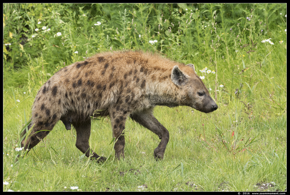 gevlekte hyena   ( Crocuta crocuta )  spotted hyena
Voor het eerst in het nieuwe buitenverblijf
For the first time in a new outside exhibit
Trefwoorden: Ziezoo Volkel Nederland gevlekte hyena  Crocuta crocuta  spotted hyena
