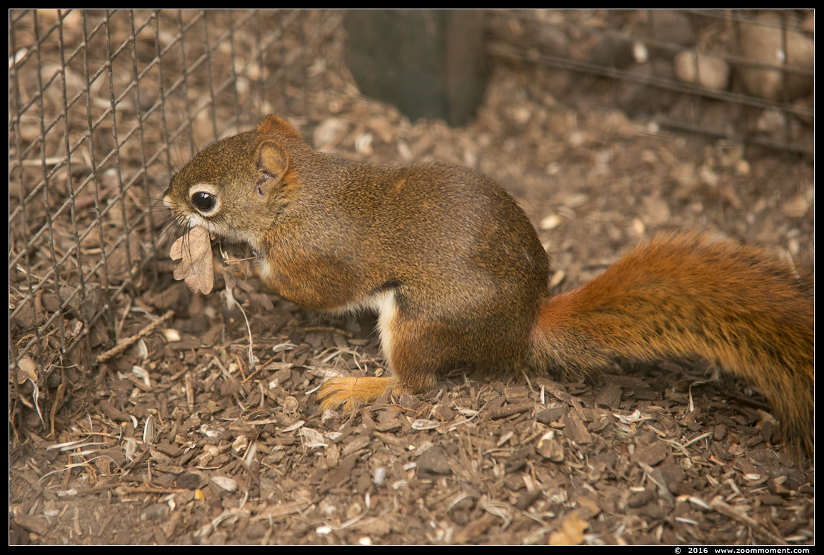 Hudson eekhoorn ( Tamiasciurus hudsonicus ) 	American red squirrel
Trefwoorden: Ziezoo Volkel Nederland hudson eekhoorn Tamiasciurus hudsonicus American red squirrel