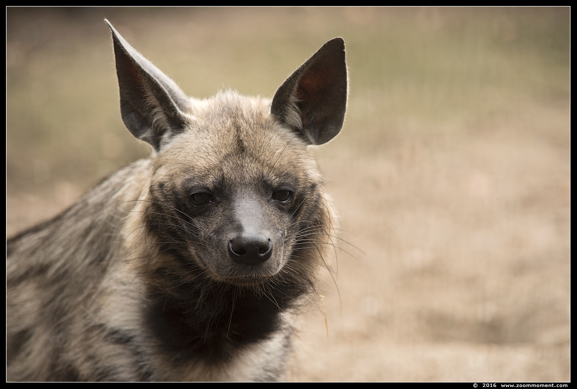 gestreepte hyena  ( Hyaena hyaena dubbah )  striped hyena
Trefwoorden: Ziezoo Volkel Nederland gestreepte hyena Hyaena hyaena dubbah striped hyena