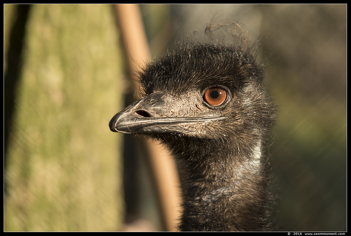 emoe ( Dromaius novaehollandiae ) emu 
Trefwoorden: Ziezoo Volkel Nederland emoe Dromaius novaehollandiae emu