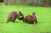 DSC_6164_Zie_Zoo17_kangoeroec.jpg