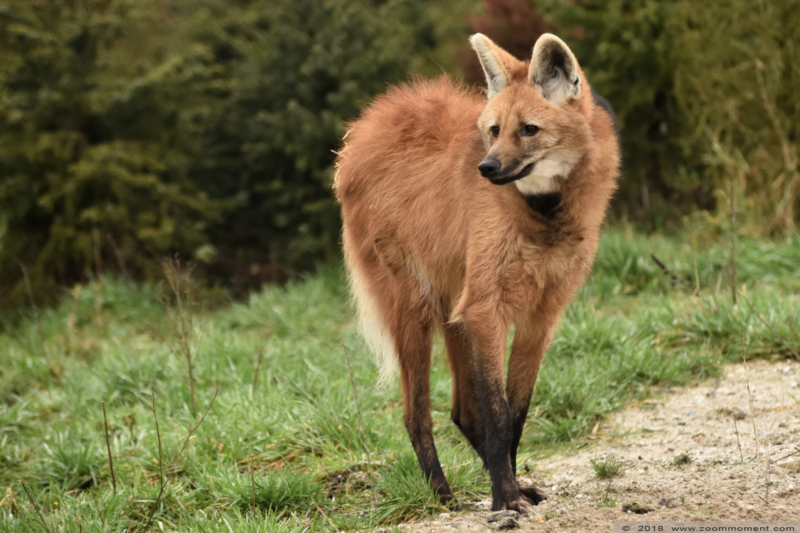 manenwolf  ( Chrysocyon brachyurus ) maned wolf
Trefwoorden: Ziezoo Volkel Nederland manenwolf  Chrysocyon brachyurus  maned wolf